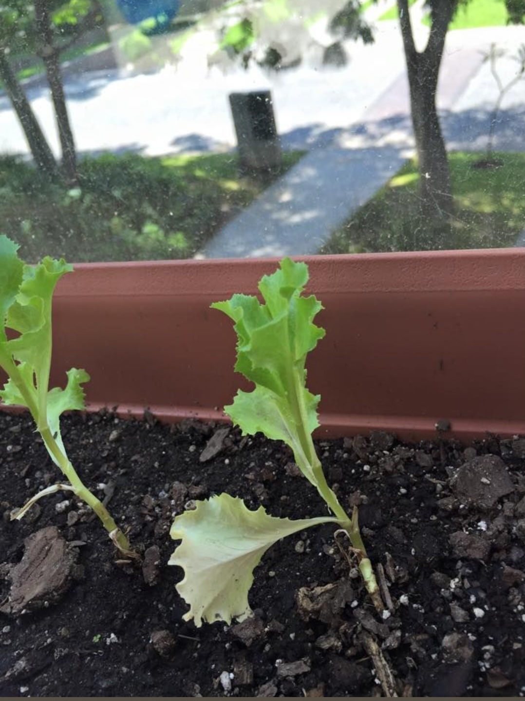 Lechuga plantada