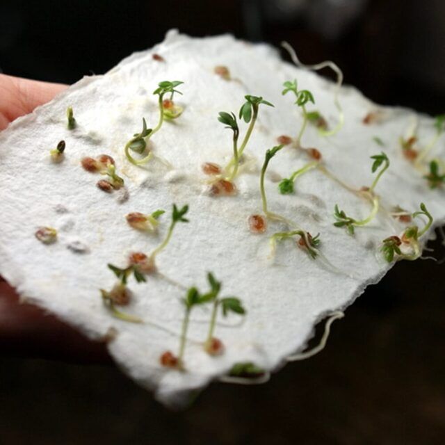 Papel semilla germinando