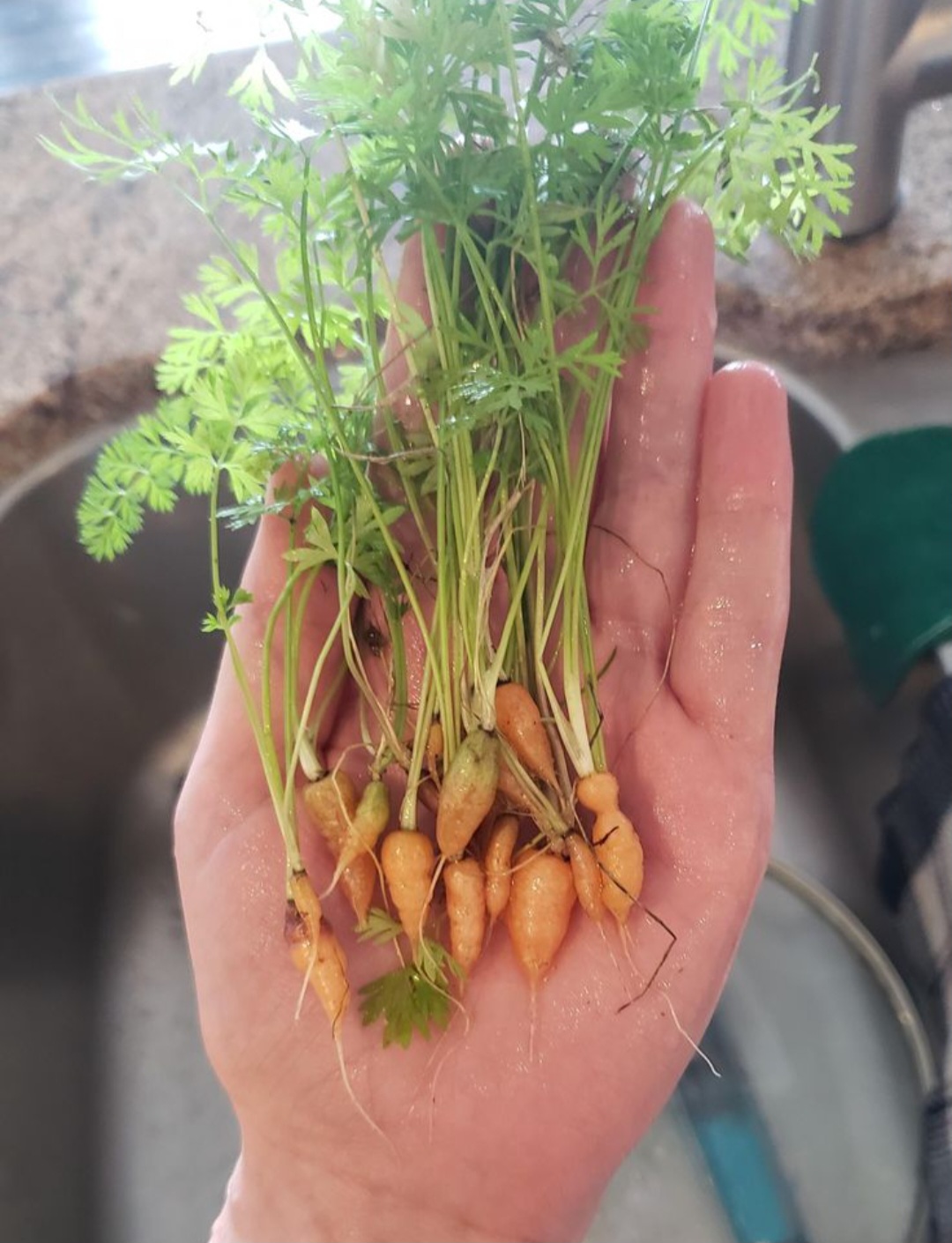 Zanahoria baby plantada